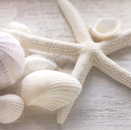 Framed Driftwood Shells III Print