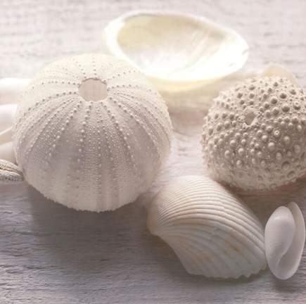 Framed Driftwood Shells IV Print