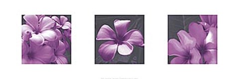 Framed Plumeria Print