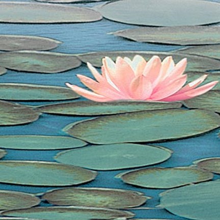 Framed Lily Pool II Print