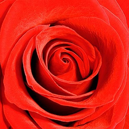 Framed Scarlet Rose Print