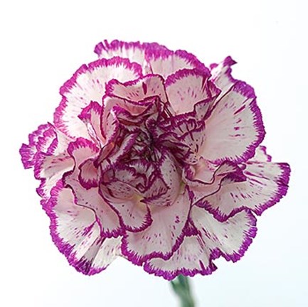 Framed Carnation Creation I Print