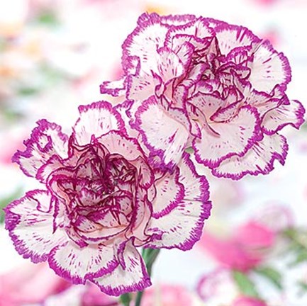 Framed Carnation Creation II Print