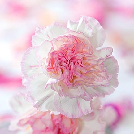 Framed Carnation Creation III Print