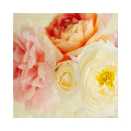 Framed Bouquet III Print
