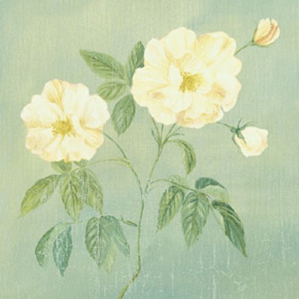 Framed Abundant Rose II Print