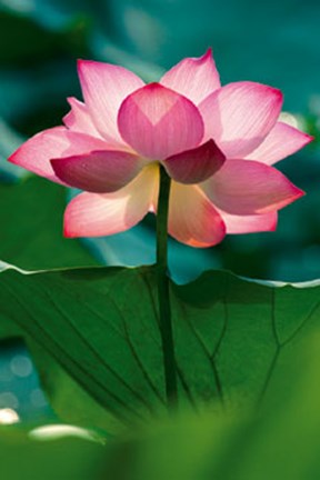 Framed Lotus In Radiance Print