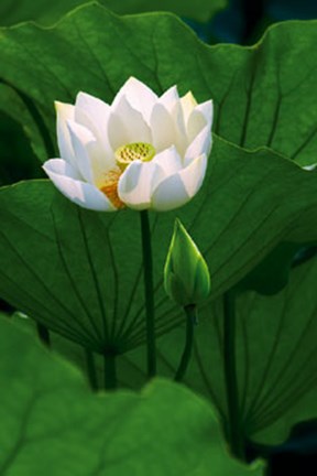 Framed White Lotus Print