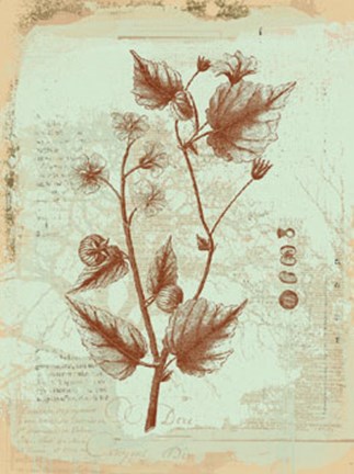 Framed Botanical II Print