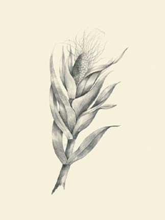 Framed Indian Corn Print