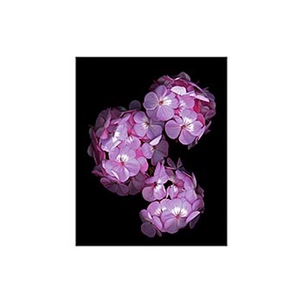 Framed Botanical Harmonies II Print