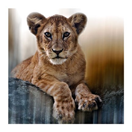 Framed Cub Print