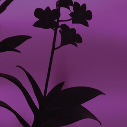 Framed Exotica III Print