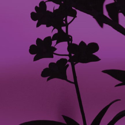 Framed Exotica IV Print