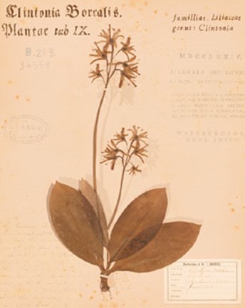 Framed Clintonia Print