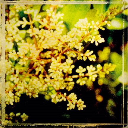 Framed Vintage Garden V Print