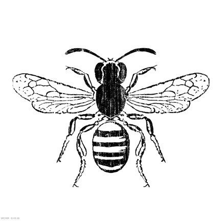 Framed Bee Print