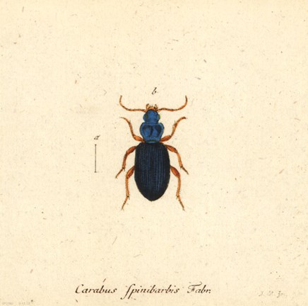 Framed Carabus Fpinibarbis Print