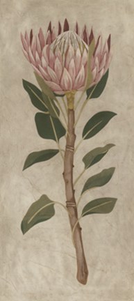 Framed Protea II Print