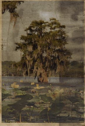 Framed Low Country Trees III Print