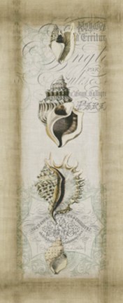 Framed Cartouche &amp; Shells II Print