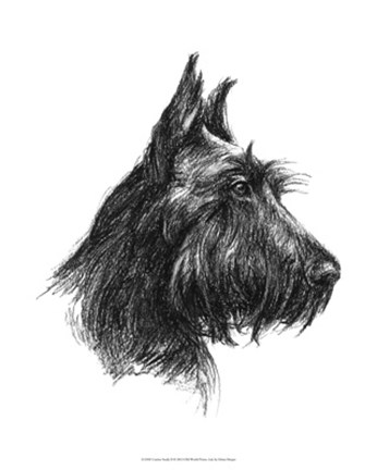 Framed Canine Study II Print