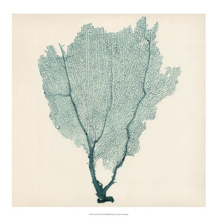 Framed Sea Fan I Print