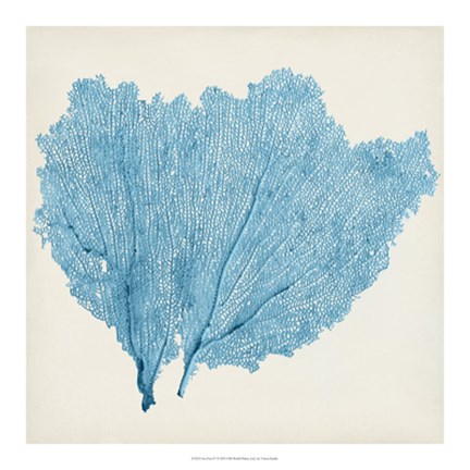 Framed Sea Fan IV Print