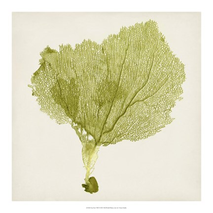 Framed Sea Fan VIII Print