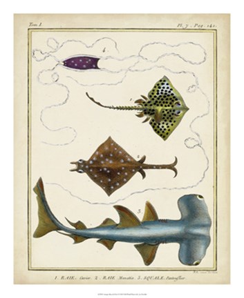 Framed Antique Rays &amp; Fish I Print