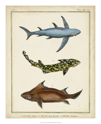 Framed Antique Rays &amp; Fish III Print