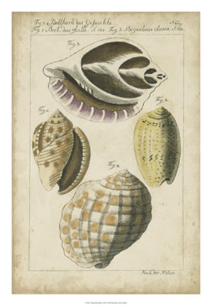 Framed Vintage Shell Study I Print