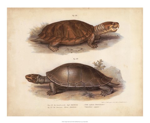 Framed Antique Turtle Pair II Print