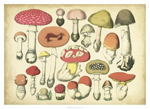 Framed Vintage Mushroom Chart Print