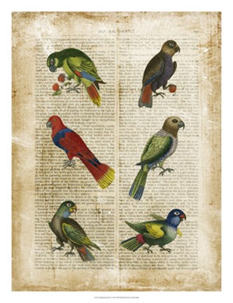 Framed Antiquarian Parrots I Print
