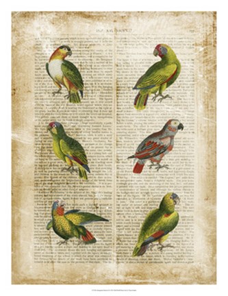Framed Antiquarian Parrots II Print