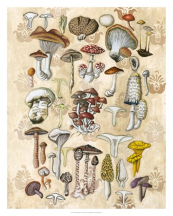 Framed Mycological Study Print