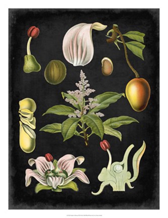 Framed Study in Botany III Print