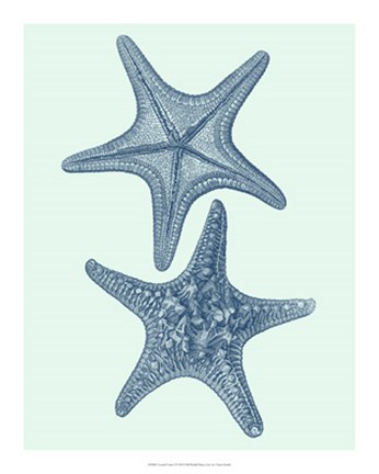 Framed Coastal Curio I Print