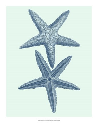 Framed Coastal Curio III Print