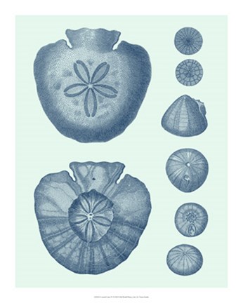 Framed Coastal Curio IV Print