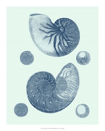 Framed Coastal Curio VI Print