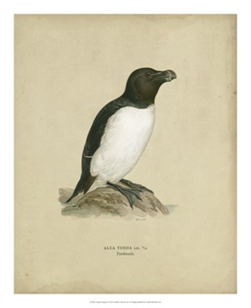 Framed Antique Penguin I Print