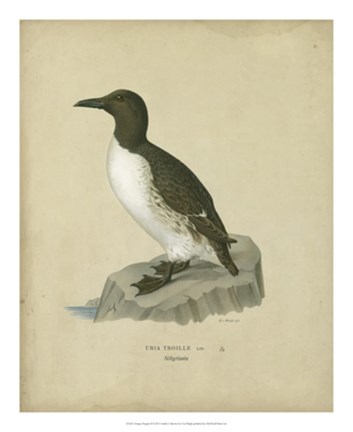 Framed Antique Penguin II Print