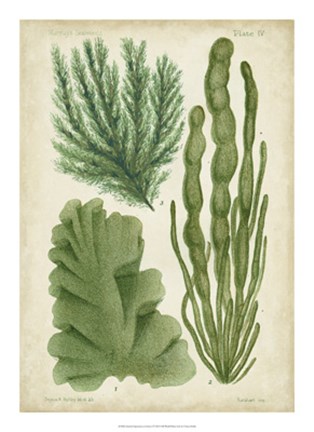 Framed Seaweed Specimen in Green I Print