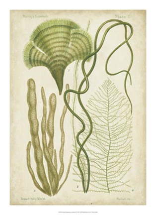 Framed Seaweed Specimen in Green II Print