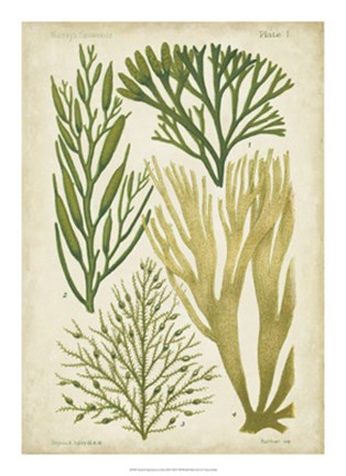 Framed Seaweed Specimen in Green III Print