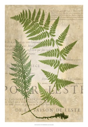 Framed Fern Folio IV Print