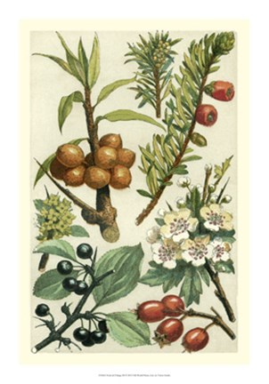 Framed Fruits &amp; Foliage III Print