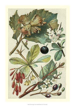 Framed Fruits &amp; Foliage V Print